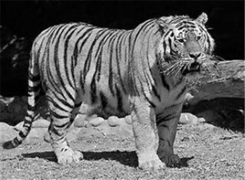 世界上最凶狠的老虎,共吃掉436人,被击毙后才发现它吃