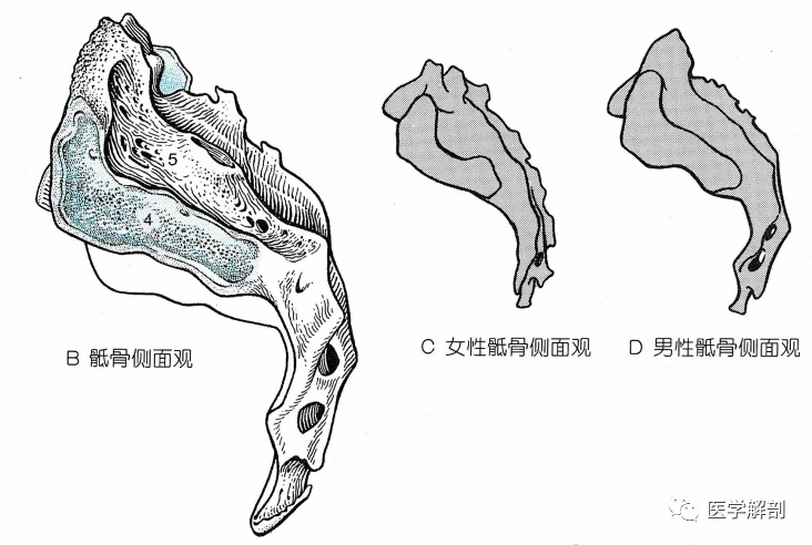 朝向骶骨的面有尾骨角(ef6 cornua,由第1尾椎的关节突完全愈合而成.