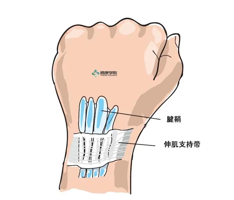 疼痛解剖学|腕伸肌腱鞘炎:tuck征