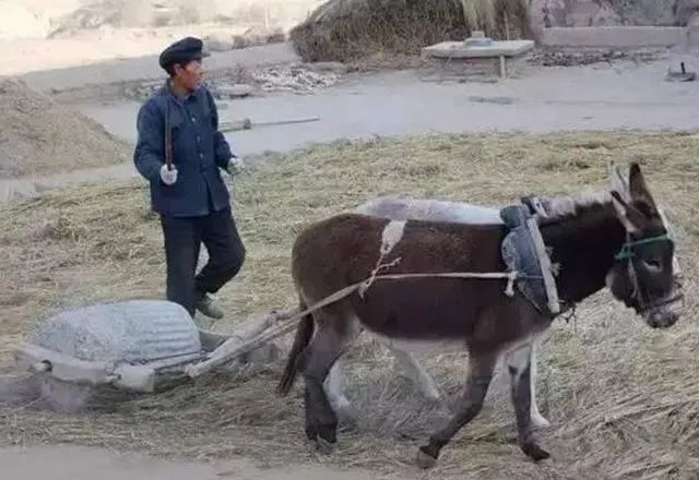 割完会拉到场里铺好,然后用石磙一圈一圈的碾压,记得有的是用牲口拉