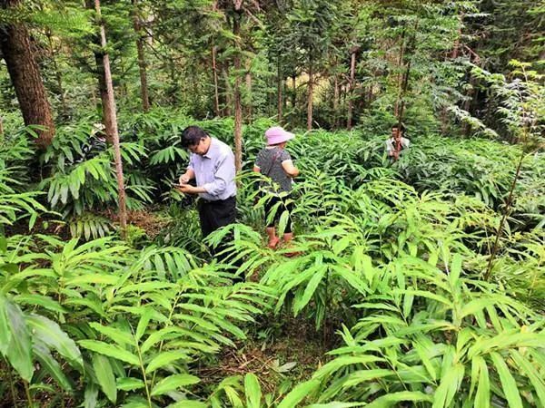 林下种植砂仁后,其它的灌木和草本植物全都被清除