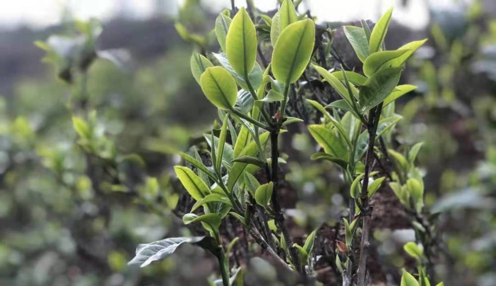 这十来个山头,集中了普洱茶行业大多数资源.