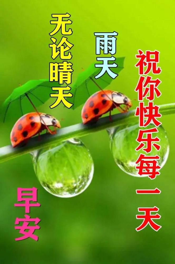 8张漂亮鲜花早上好带字图片,夏日早安问候祝福知足常乐