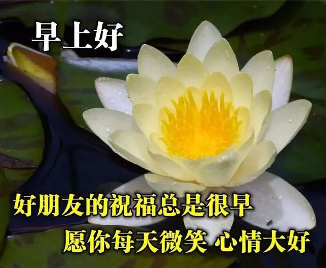 最新漂亮的微信早上好鲜花问候图片,2021年清晨阳光祝福语温馨