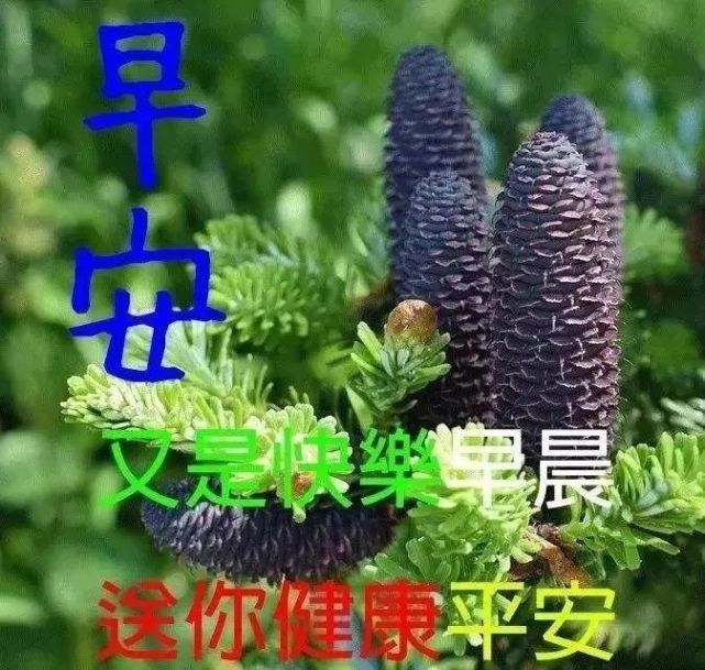 最新漂亮的微信早上好鲜花问候图片,2021年清晨阳光祝福语温馨