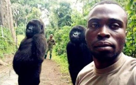 非洲的黑猩猩是怎样将艾滋病传给全世界的看完后吓出一身冷汗