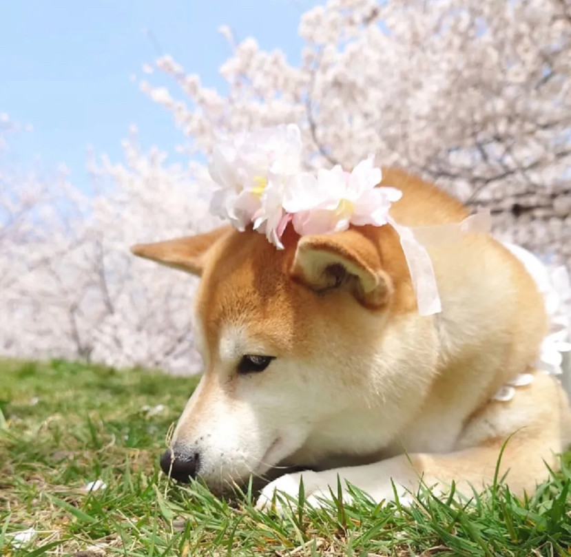 头像|柴犬萌宠就是治愈你呀