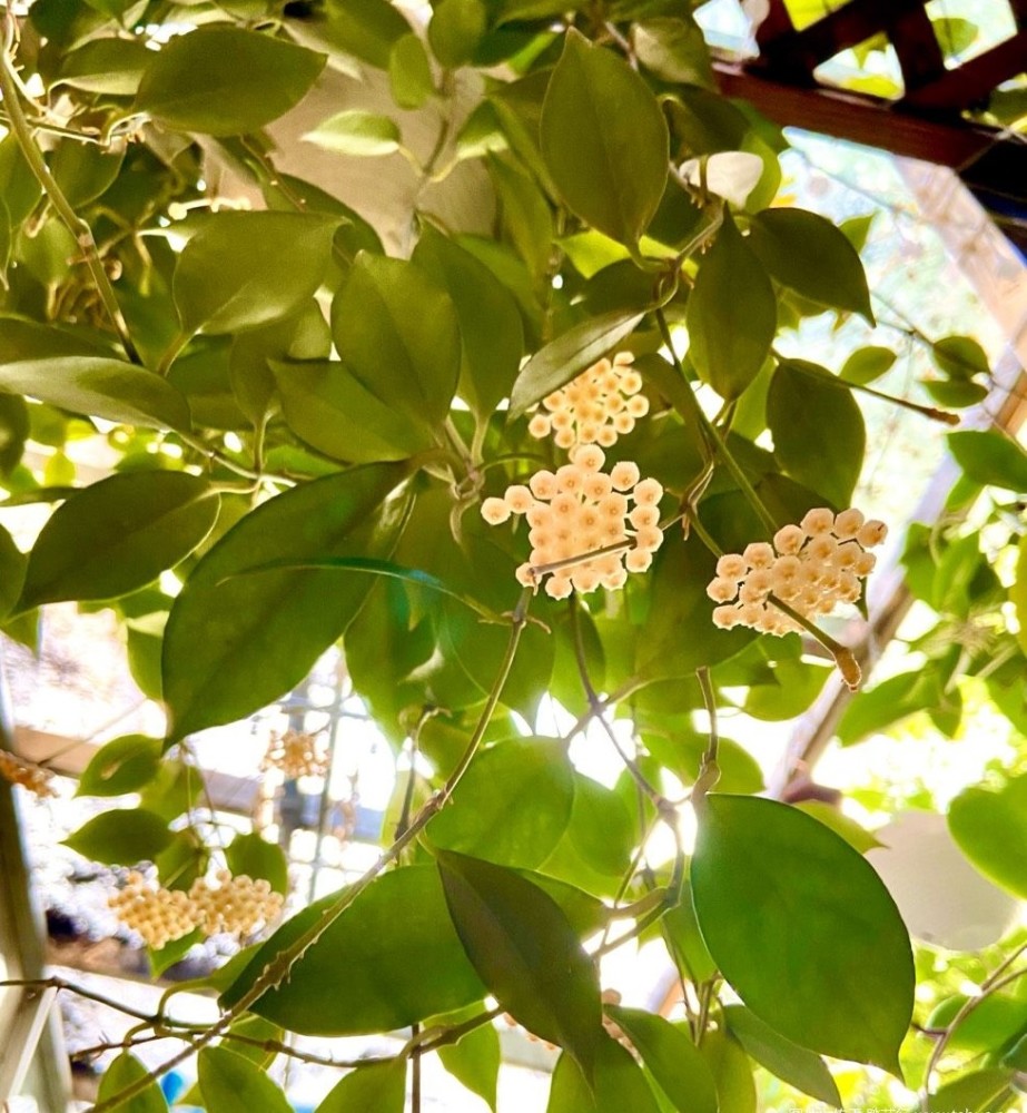 室内养花养棵苏奈球兰吧皮实好养开花勤奋花香飘满屋