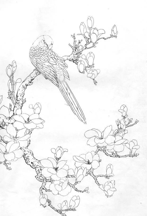 15种白描线稿分享教你画,收藏临摹