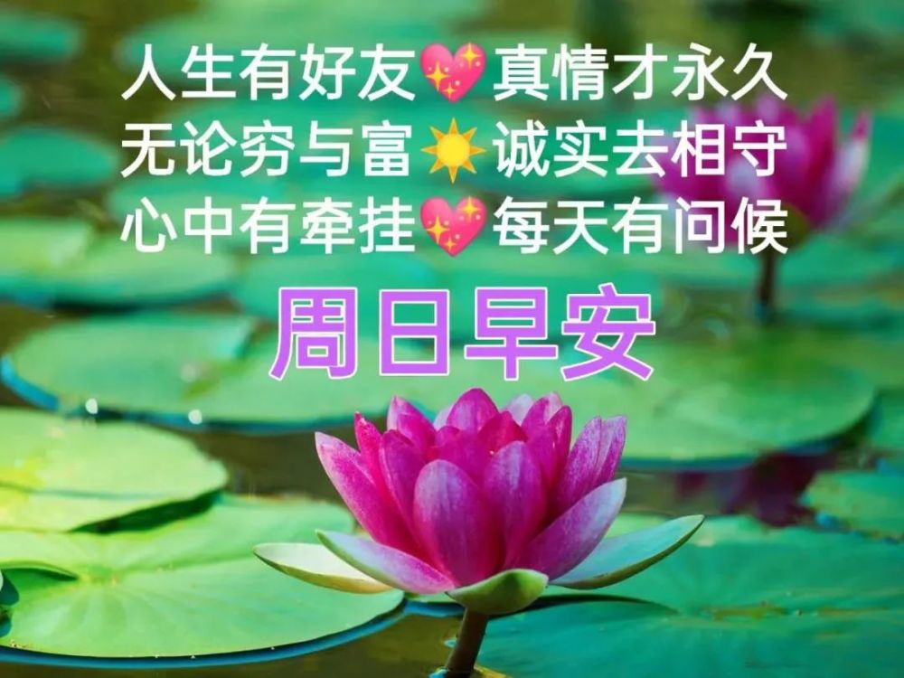 周日最美早安问候祝福语图片带字温馨_腾讯新闻