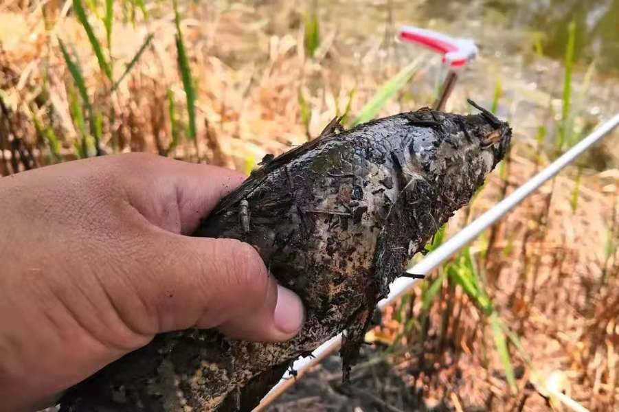 到了热天我只需换用2种特色钓法无论黄骨鱼还是黑鱼都可连竿