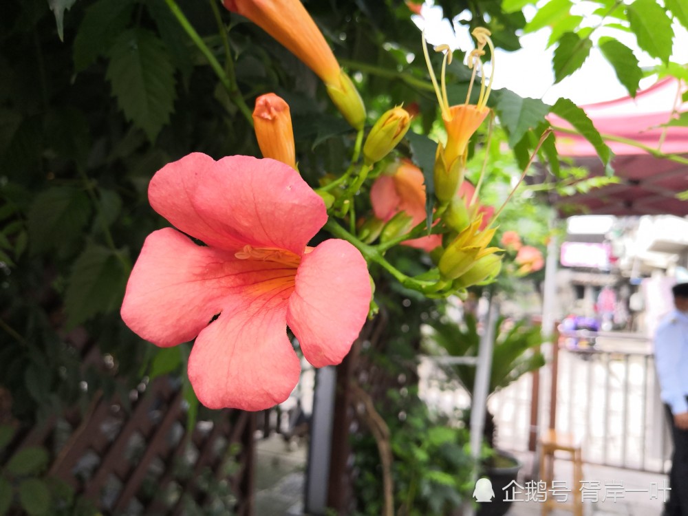 远远望去一大片一大片的凌霄花非常醒目,白墙,黛瓦,绿叶,橙花,古藤