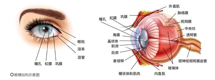 公明 本文来自《知识就是力量》杂志 眼睛结构示意图 眼球分为眼球壁