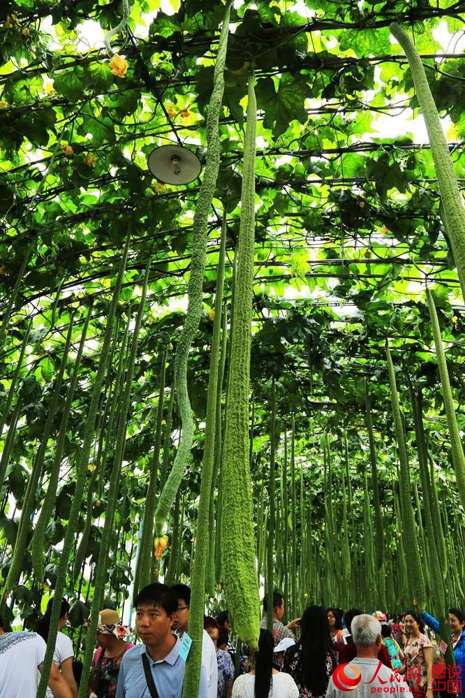 直击:世界上非常长的丝瓜在中国,长4.05米,和两个姚明