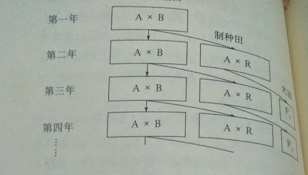 进而培育出不育系,保持系和恢复系,通过"三系"配套的方法,代替人工