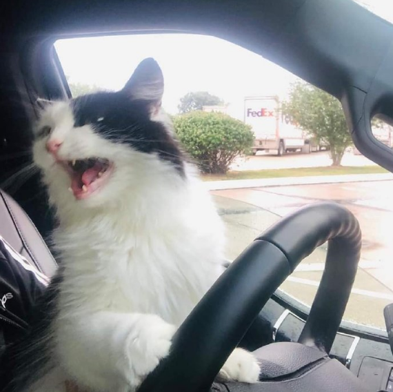 猫咪认真开车时,旁人都别吵