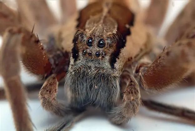 被一只蜘蛛八只眼睛盯上,想想就很可怕!
