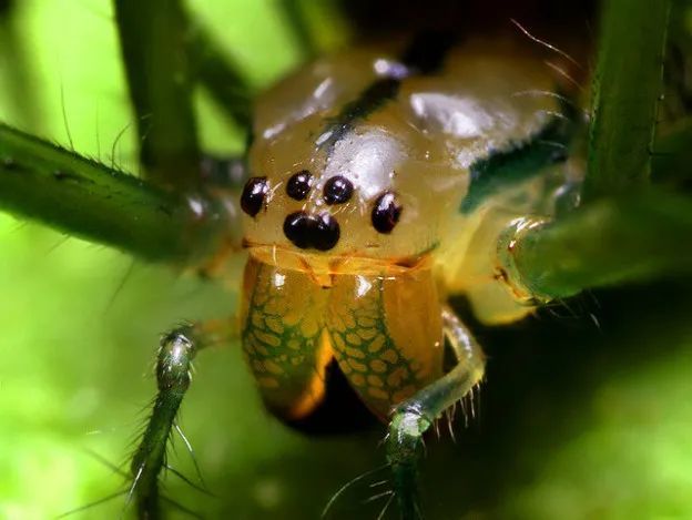 被一只蜘蛛八只眼睛盯上,想想就很可怕!