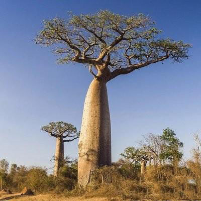 非洲大草原上有一种能储水的猴面包树,被人们称为"生命之树"?