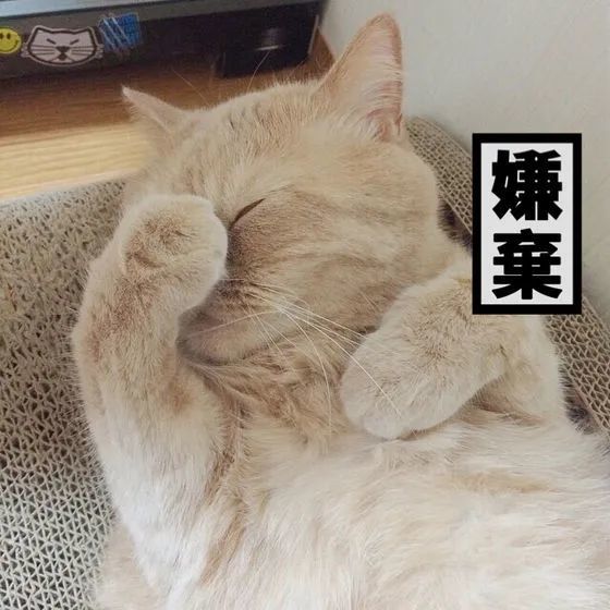 表情包:超可爱猫咪表情包要抱抱