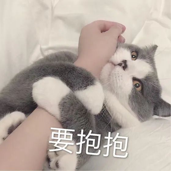 表情包:超可爱猫咪表情包要抱抱