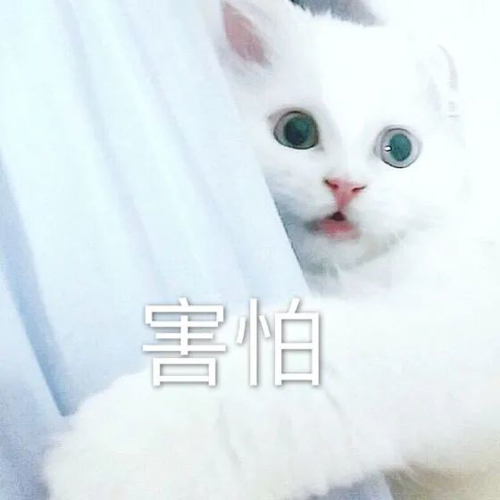 表情包超可爱猫咪表情包要抱抱