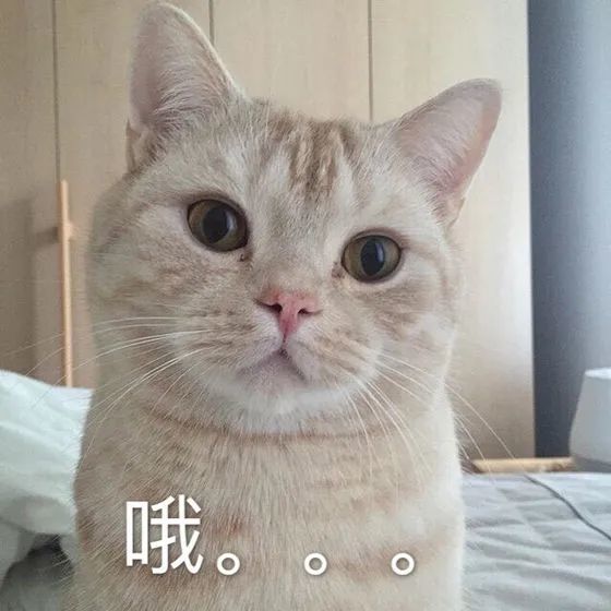 表情包:超可爱猫咪表情包要抱抱