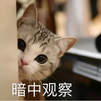 表情包:超可爱猫咪表情包要抱抱