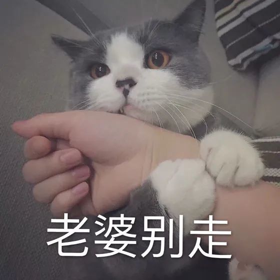 表情包:超可爱猫咪表情包要抱抱