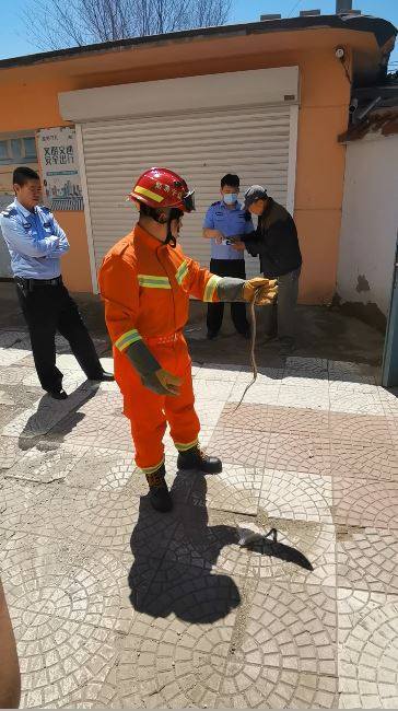 执勤车辆5名指战员赶赴现场,到达现场后,经询问报警人得知,有一条草蛇