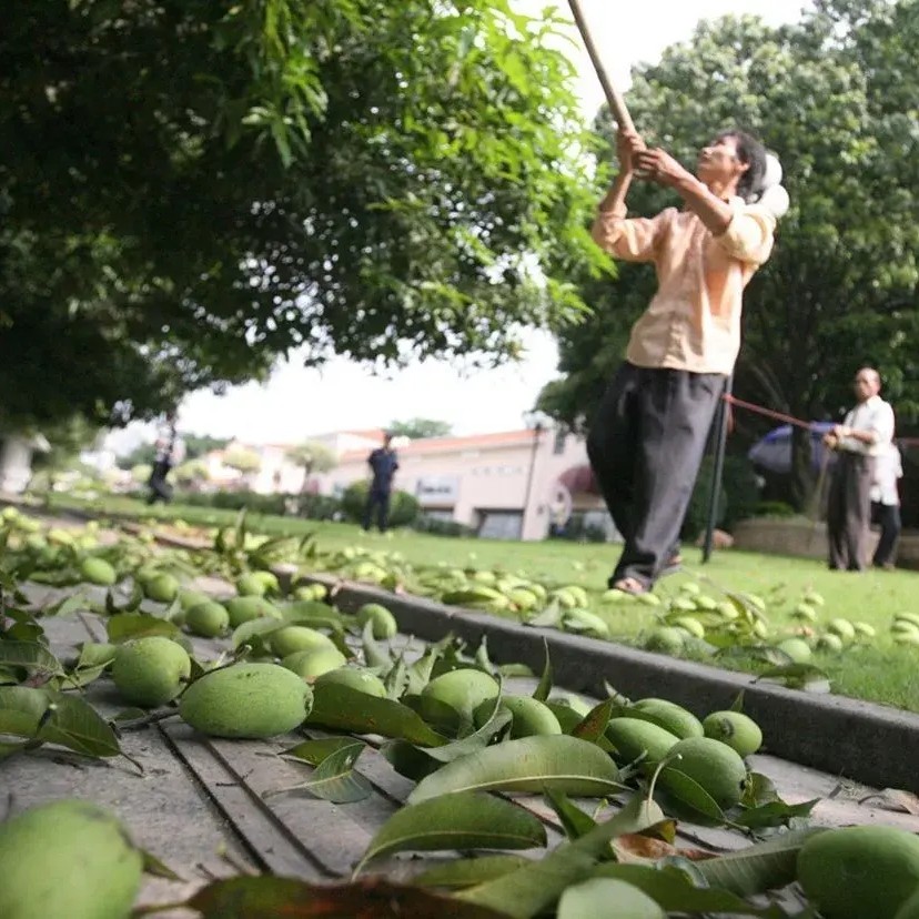 夏日街头,路边绿化芒果树的芒果开始成熟,能吃吗?