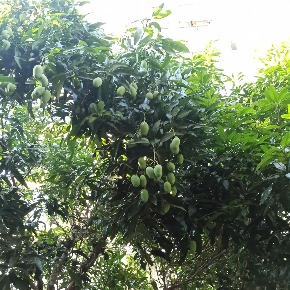 夏日街头,路边绿化芒果树的芒果开始成熟,能吃吗?