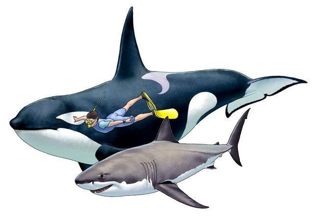 大白鲨遇到虎鲸就会一动不动的任其撕咬,是真的吗?