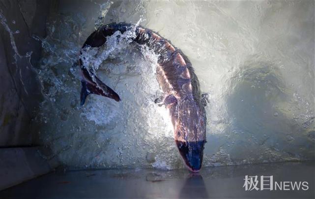长江大保护公益放流站在武汉启用,中华鲟等2万余尾珍稀鱼类放流长江