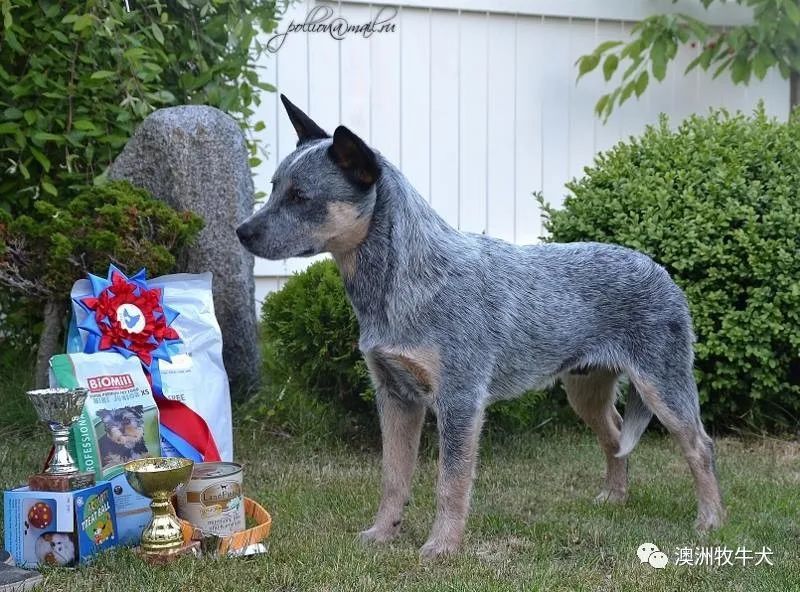 peppa——仙山犬舍引进中国首只澳洲牧牛犬俄罗斯登录