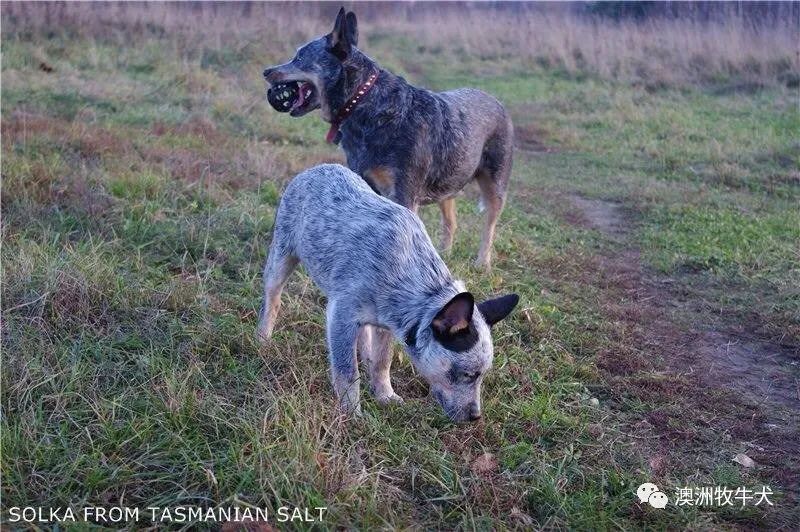 peppa——仙山犬舍引进中国首只澳洲牧牛犬俄罗斯登录