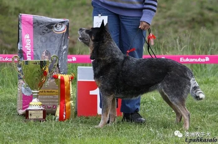 peppa——仙山犬舍引进中国首只澳洲牧牛犬俄罗斯登录