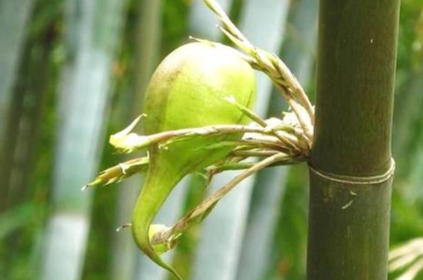 竹子上的果实,50年结一次果,酷似梨子100多元一斤,你吃过吗?