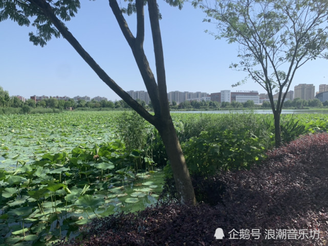 滨江无为市美丽城南公园六月风景