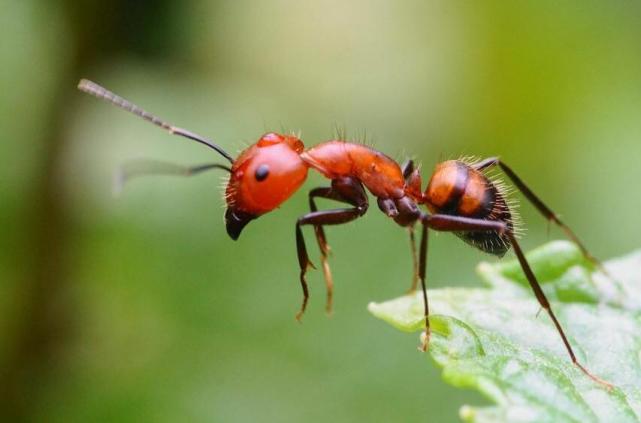 红蚂蚁是一种危险,凶恶,常见的生物,颜色一般呈现深红棕色,6条腿,1.