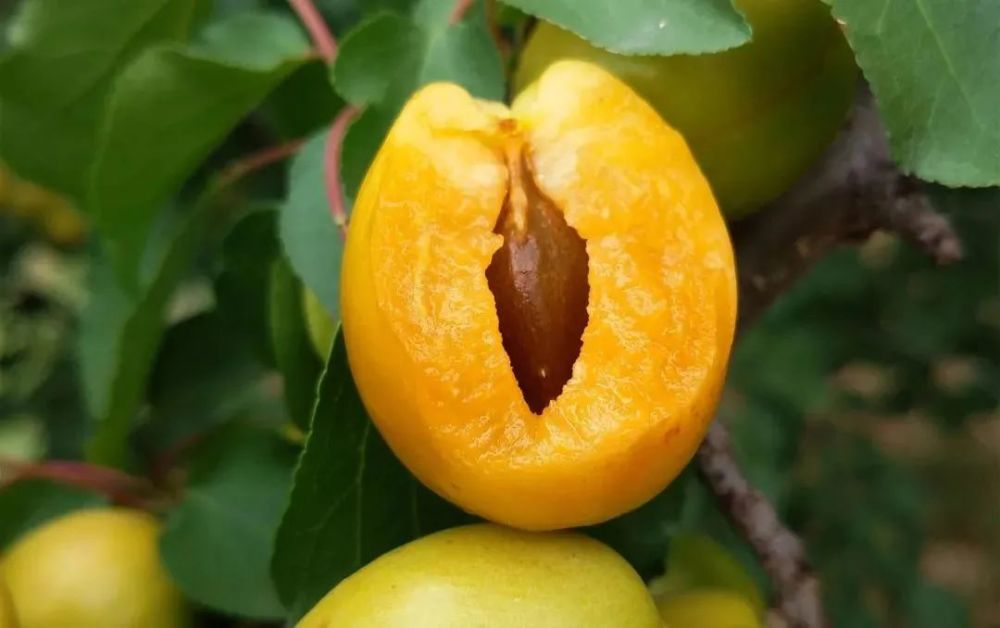 杉原杏璃杏蜜_杏树皮_孕妇可以吃南杏北杏吗