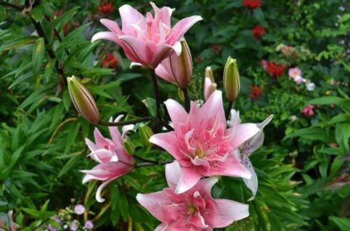百合花开花后种球别扔了,只要保存好,还是可以开花的.