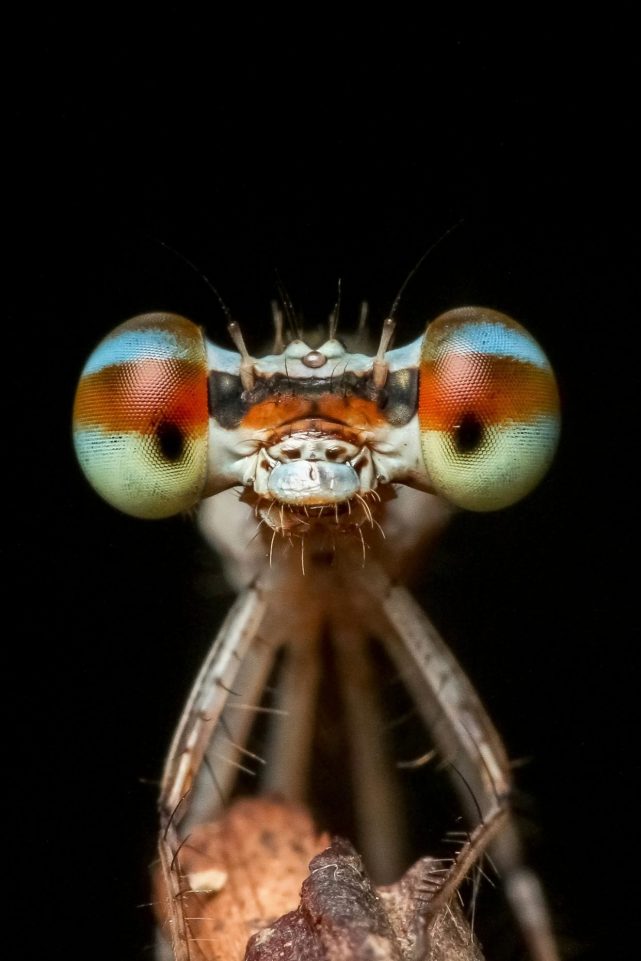 蜻蜓是世界上眼睛最多的昆虫,它们有3个单眼,一个触角,数不清的"小