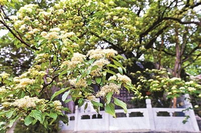 近日,延庆区的一株毛梾树迎来盛花期.