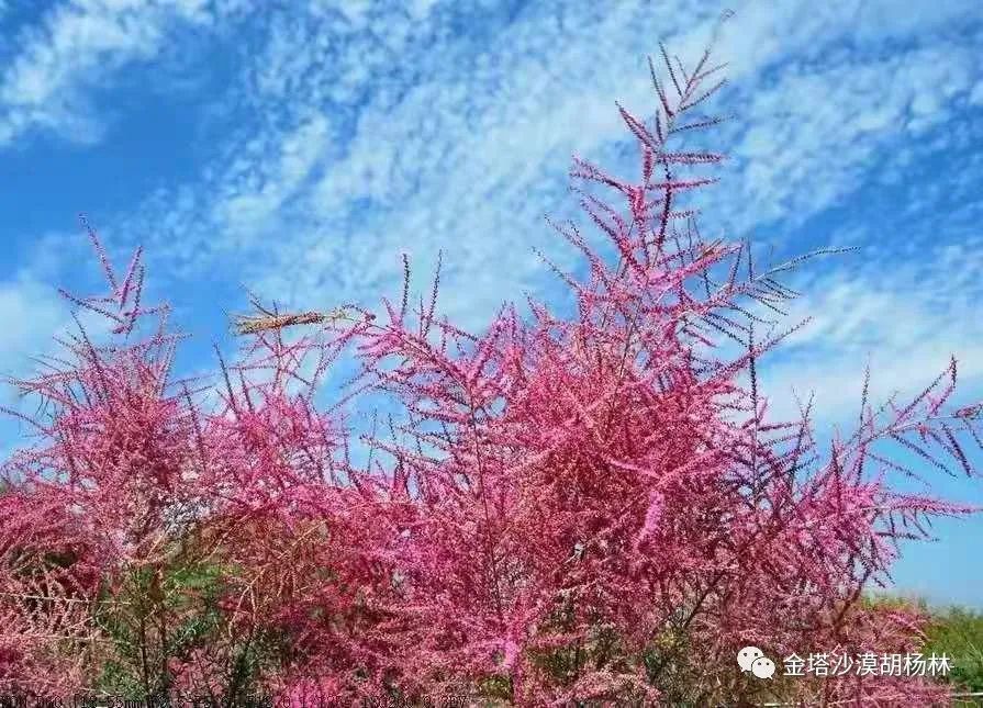 沙漠前沿的红柳花等您来欣赏!