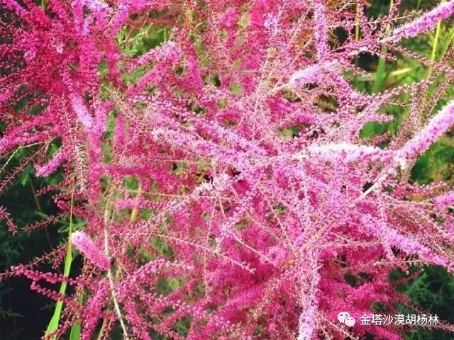 沙漠前沿的红柳花等您来欣赏