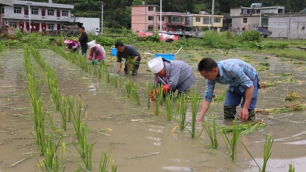 贵州龙里:450亩茭白基地种植忙