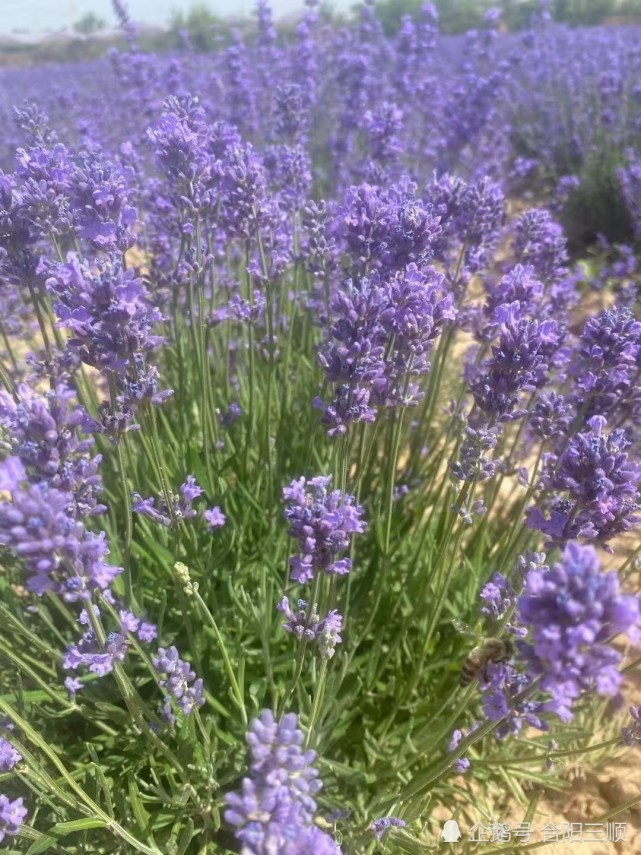 薰衣草开花啦