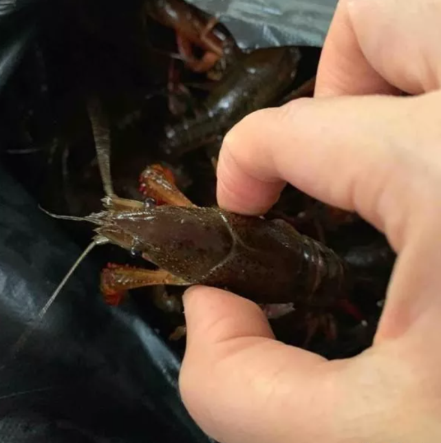 网传小龙虾生活在污水中,喜吃垃圾,食用对人体危害极大,只能说小龙虾