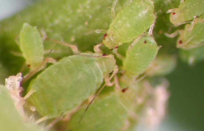 的成虫,幼虫均善于捕食,每头食蚜瘿蚊幼虫平均可杀死 40～50头蚜虫,防